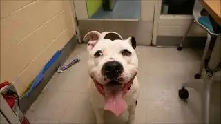 Spot 65636 is silly & adorable NYCACC