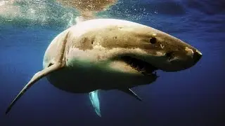 How to Avoid a Shark Attack