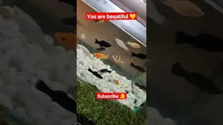 #cute #shorts #youtubeshorts #fishing #beautiful #shortvideo #yt #beauty #fish #ytshort #popular #2k