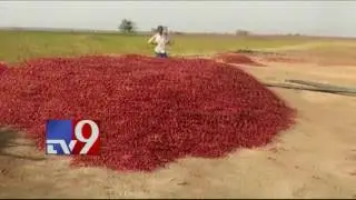 Chilli farmers demand MSP, burn crop in Manchiriyal - TV9