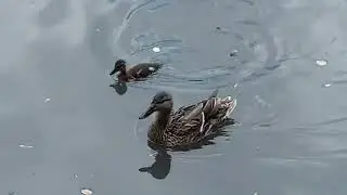 Ducks and ducklings in Paddy Freeman Park lake