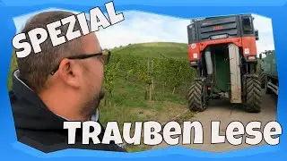 Trauben Lese mit ERO Selbstfahrer | Grape Harvest