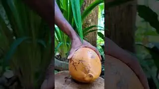 Wait, What! 🤯 Sri Lankan King Coconut Cutting Skill! 🥥🔥 #asmrsounds #satisfying #youtubeshorts
