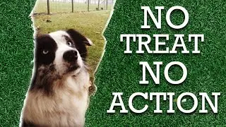 Dog Training 101: How to teach your dog to listen without using treats