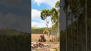 Efficient Tree Harvesting: Using a Mechanical Tree Harvester