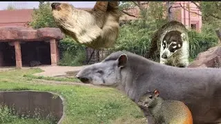 Zoologischer Garten Berlin ITA Ep 1 : Sudamerica 1/3