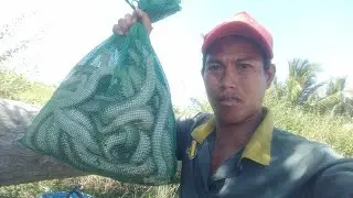 Snake Trap in the Monsoon Season #quochaotv