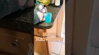 Cat takes revenge with paw. 🐱🐾 #memes #cats #revenge #viral #trend
