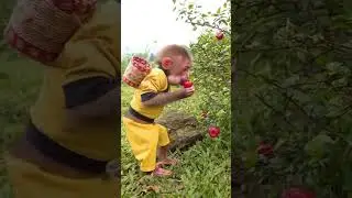 Mọmkey eating strawberrry . A beautiful moment #1443 - #shorts