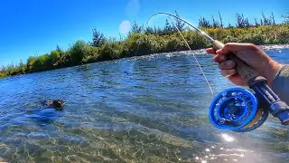 Spotting Trout in Super Clear Water [FLY FISHING]