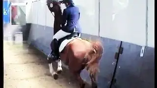 Missglückte E-Dressur