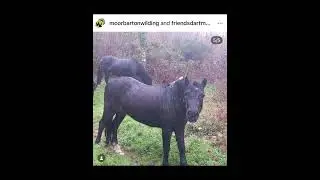 Happy Christmas! 🎄🐴