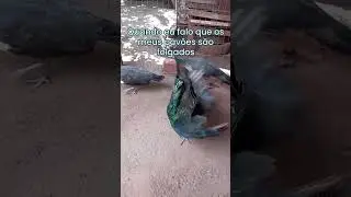 Pav&atilde;o verde de java  com um ano de vida mansa #filhotes #avesdomesticas #vlog  #animais #peacock