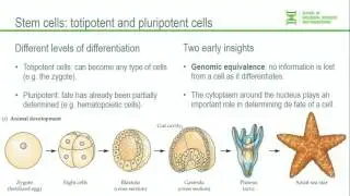 Animal Development Genetic Basis