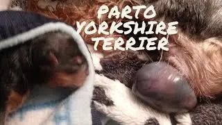 Parto Yorkshire Terrier Mini... !!❤Dora. Imagenes reales😳