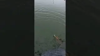 Smallmouth Bass Fishing in New Mexico #Bass #wildhookadventures #lake #elephantbutte