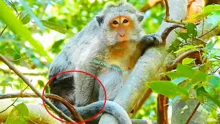 Congrats! Jade Monkey Checking Herself and Giving A Newborn Baby Birth Very Soon!