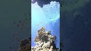 Incantati dai colori vibranti della barriera corallina di Ras Mohammed #coralreef