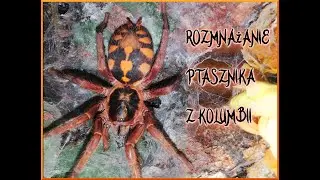 Kopulacja Hapalopus sp. Columbia gross