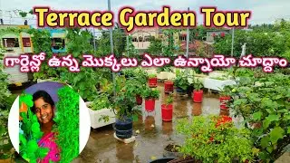 గార్డెన్ లో ఉన్న మొక్కలు ఎలా ఉన్నాయో చూద్దాం |Terrace Garden Tour |Organic Rooftop Terrace Garden