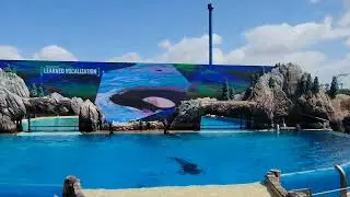 show de orca ballena en estadio shamu en San Diego California en Estados Unidos