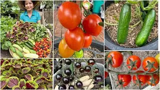 Thu hoạch cà chua bi dưa leo, rau đay, rau dền sau vườn ở Úc