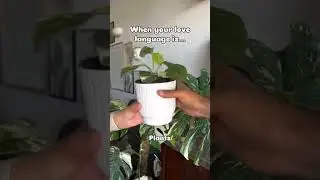 Totally agree! #plantpropagation #rootingplants #plantgrowth #newleafalert #plantbabies #watchmegrow