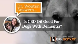 Is CBD Oil Good For Dogs With Dementia? | Dr. Wooten Answers...