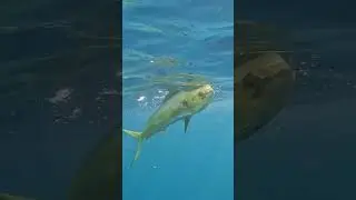 Underwater camera dorado fishing action.  Subscribe and watch the whole La Ventana Mexico episode.