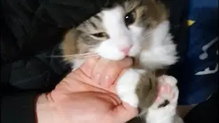 A warm purring sound while intense biting