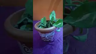 DIY Flowerpot painting✨#art #painting #sketch #viral #shorts #viralvideo