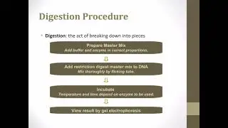 Presentation on Digestion and analysis of DNA by The Pool of Science