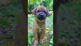 ⚠️ OMG! So Cute Dogs/Puppies  - Best Funny Dog Videos 2021 ||| Amazing Dog Videos #045