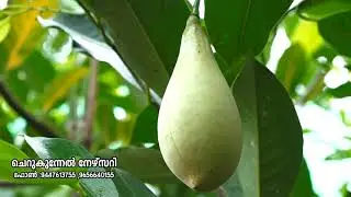 Cherukunnel Multiroot Jathy Nursery