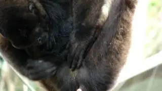 Funny monkey smells his poo poo