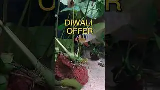 canister filter offer #canisterfilter #filter #aquarium #diwali #shorts #shortsfeed