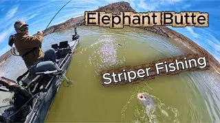 Elephant Butte Lake Striper Fishing 2026