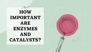 What Enzymes and Catalyst are? Enzyme Action and Function