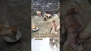 Help and save Street dogs #dogs #anmals #straydog #ytshort #shortclips #pets #puppies