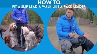 HOW TO: Fit a slip lead, and walk like a pack leader! 🐕🚶