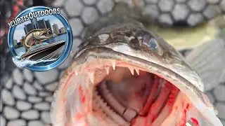 Detroit River bottom bouncing Tackle, tips, and techniques to help you put more Walleye in the box.