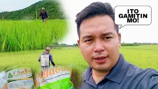 PAGBUBUNTIS NG PALAY, ITO DAPAT GAMITIN MO PARA GUMANDA ANG BUNGA? Alga600+Legion Insecticide