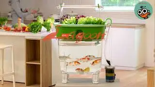 【Lagoon Home 魚菜】Vish2.0 虹吸系統/水位檢查補充