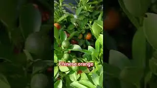 Chinese orange fruit plant pot#orange#fruit#plants#garden#shorts#ytshorts#gardening#mandarinorange