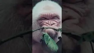 Is This the Most Intelligent Gorilla Ever? Watch Closely! 🧠🐵 #shortvideo #trending #ytshorts
