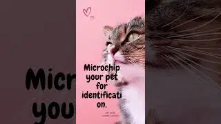 🐾 