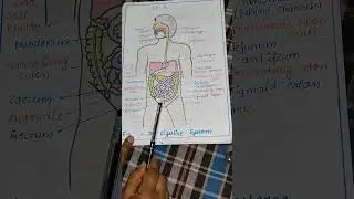 #human#digestive system #anatomy and #physiology