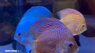 Discus and Angelfish | Aquatic Concepts Fish Room Tour Part-1