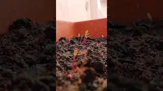 beet sprout 🌱#beetroot