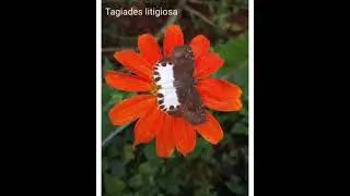 World of Butterflies | Butterflies of India | Butterflies of Kerala | Butterflies of Asia